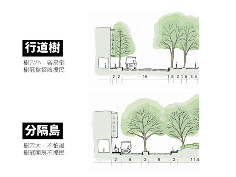 樹根生長|用百年眼光規劃行道樹種植：如何打造街道林蔭化，避。